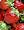 strawberry latte mix