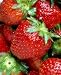 strawberry flavor extract - 2 fl oz