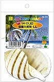 オカヤドカリの宿替え貝殻 LL