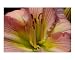 Come Hither Emerging Artists Photographic Poster Print by Rebecca Craft, 10x8