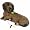 Dachshund (Red)