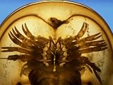 Horseshoe Crab, Limulus Polyphemus, Seen from Underneath, Cape Cod, Massachusetts Photographic Poster Print by Darlyne A. Murawski, 32x24