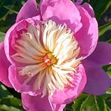 Paeonia lactiflora 'Bowl of Beauty' FREEPOST UK MAINLAND