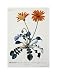 African Daisy by Georg Dionysius Ehret. Size 11.22 inches width by 15.97 inches height. High Quality Art Poster Print
