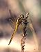 Golden-winged Skimmer Dragonfly Photo