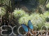 Papyrus - Cyperus papyrus - Samen