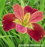 Louisiana Iris Bold Pretender