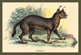 Caracal 12x18 Giclee on canvas