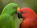 Closeup of Male and Female Eclectus Parrots, Respectively Art Styles Photographic Pos...