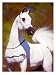 A Vision in White Giclee Poster Print by Suzanne Sturgill, 24x32