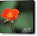 'Mrs. Bradshaw' Geum Canvas Print / Canvas Art - Artist Marjorie Imbeau