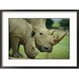 A southern white rhino at the San Diego Wild Animal Park Framed Art Poster Print by Michael Nichols, 29x21