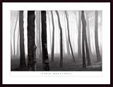 41 7k9iYlfL. SL160  Trees in Fog, San Francisco Presidio by Chris Honeysett 36.00X26.00 Framed with Black Wood Frame