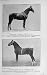 1915 Horses Polo Pony Stallion Victory Hackney Vigorous