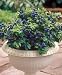 Hirt's Top Hat Dwarf Blueberry Plant - Bonsai/Patio/Outdoors