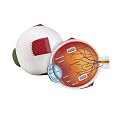 Learning Resources Soft Foam Cross-Section Model - Eye