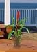 Potted Single Sword Bromeliad