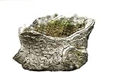 Faux Bois Brussels Pot Short Trunk