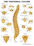 The Vertebral Column Anatomical Chart