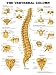 The Vertebral Column