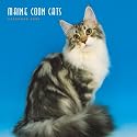 Maine Coon Cats 2009 Square Wall Calendar (Multilingual Edition)
