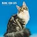 maine coon - Maine Coon Cats 2009 Square Wall Calendar