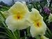 Miltoniopsis Maui Sunset with two flower spikes, fragrant yellow blooms