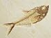 Fish Fossil, Diplomystus Dentatus, from the Eocene Period, Australia National Geograp...