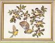 Eva Rosenstand Chickadee Holly 12-451 Cross Stitch Kit