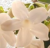 Bridal Flower Stephanotis Variegata Madagascar Jasmine Rare Variegated Type