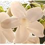 Live Plant Bridal Flower Stephanotis Green Leaves Fragrant