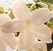 Kitchen & Housewares : Bridal Flower Stephanotis Variegata Madagascar Jasmine Rare Variegated Type