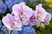 Pink Orchid Flowers - 60