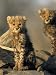 Cheetah Cubs, Acinonyx Jubatus, Duesternbrook Private Game Reserve, Windhoek, Namibia, Africa Art Photographic Poster Print by Thorsten Milse, 18x24