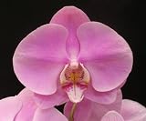 Phalaenopsis Orchid Carolina Dark Nights 'Giant' x Dtps Winter Clouds 'Mendenhall' AM/AOS