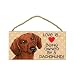 dachshund23 - Dachshund Reddishbrown color Love is being owned by