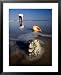 View of a Beachcomber and Seashells Awash in the Surf National Geographic Collection Framed Art Poster Print by George Grall, 25x31