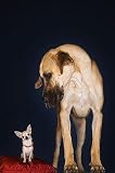 Toy Chihuahua and Great Dane - 24