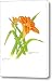 Hemerocallis fulva Daylily Canvas Print / Canvas Art - Artist Bill Gehring