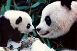 Panda Bears (Mother and Cub) Art Poster Print - 24x36 Poster Print, 36x24 Poster Print, 36x24