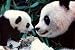 Panda Bears (Mother and Cub) Art Poster Print - 24x36 Poster Print, 36x24 Poster Print, 36x24
