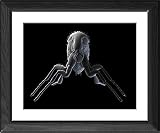 Framed Prints of Cat flea, artwork from Science Photo Library