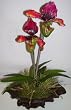 20" Double Pitcher Orchid Arrangement