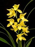 Cymbidium Maureen Carter 'Oriental Star' HCC/AOS