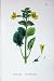 Botany Plants C1902 Yellow Monkey Flower Mimulus Luteus