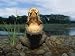 A Black Caiman Opens its Mouth Wide as a Warning Not to Come Closer Photographic Post...