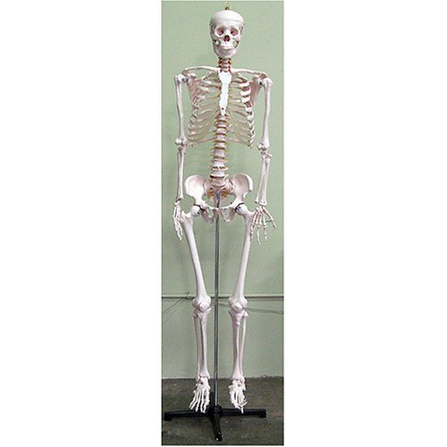 Life-Size Human Skeleton
