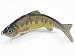 6" 4-Seg Hard Sinking Swimbait (HS4X386)