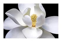 MAGNOLIA PHOTOGRAPH FLOWER PLANT 24X36 POSTER NY832