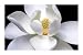 MAGNOLIA PHOTOGRAPH FLOWER PLANT 24X36 POSTER NY832